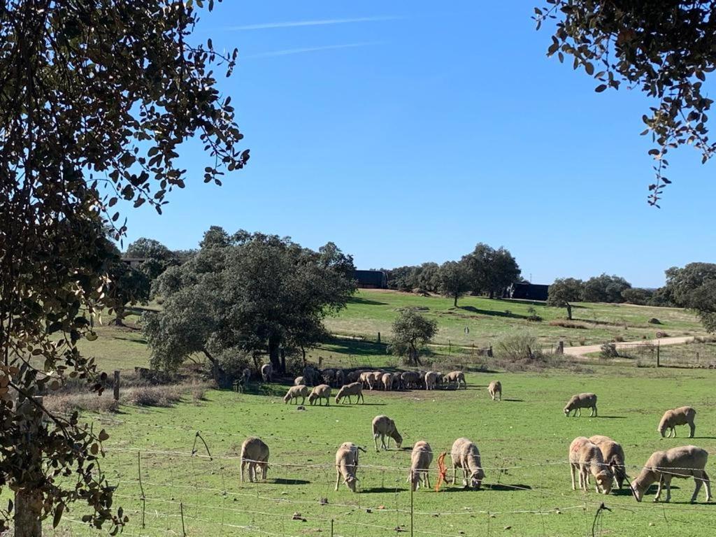 Casa Rural "El Carrasca" El Carrascalejo Экстерьер фото